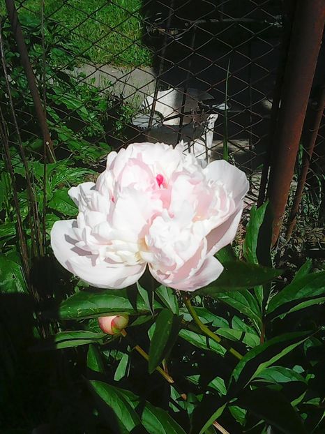 Photo0098 - Flori
