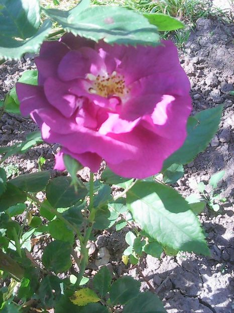 Photo0100 - Flori