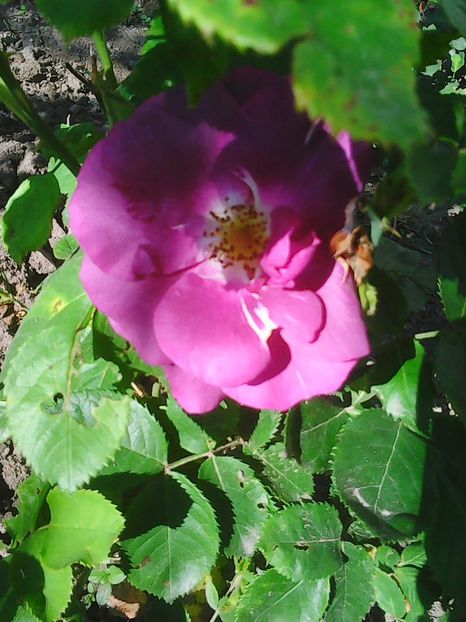 Photo0101 - Flori