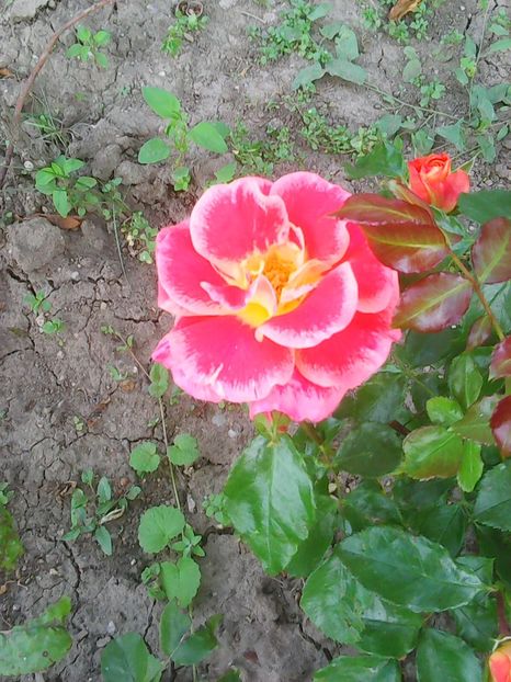 Photo0115 - Flori