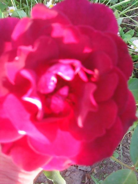 Photo0122 - Flori