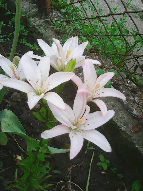Photo0132 - Flori