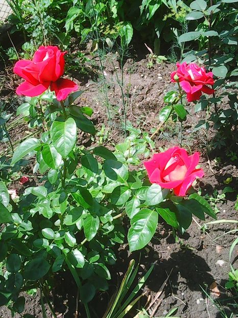 Photo0143 - Flori