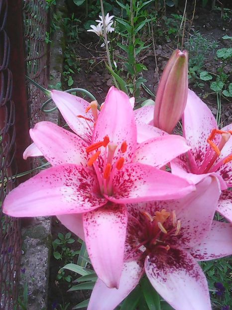 Photo0147 - Flori
