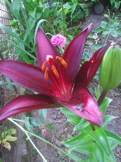 Photo0152 - Flori
