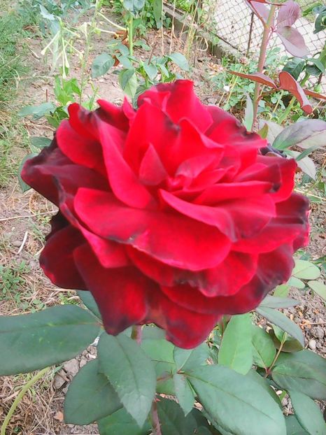 Photo0154 - Flori