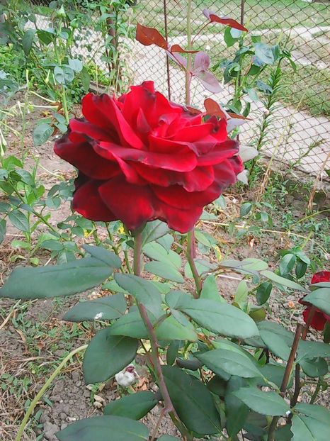Photo0155 - Flori