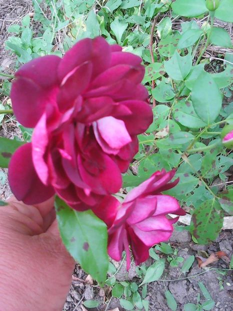 Photo0156 - Flori