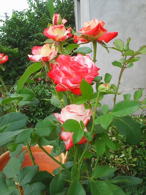 Photo0159 - Flori
