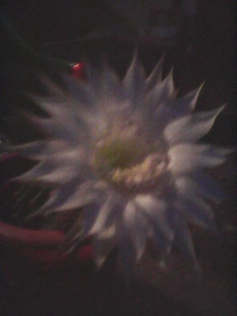 Photo0161 - Flori