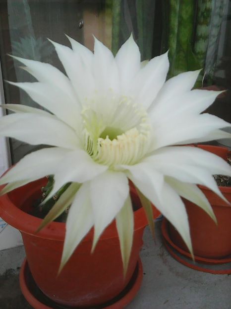 Photo0163 - Flori