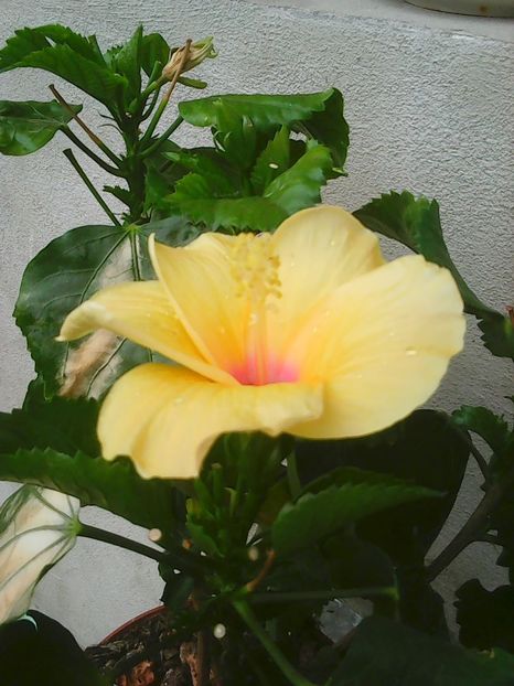 Photo0166 - Flori