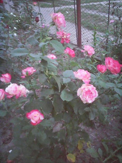 Photo0167 - Flori