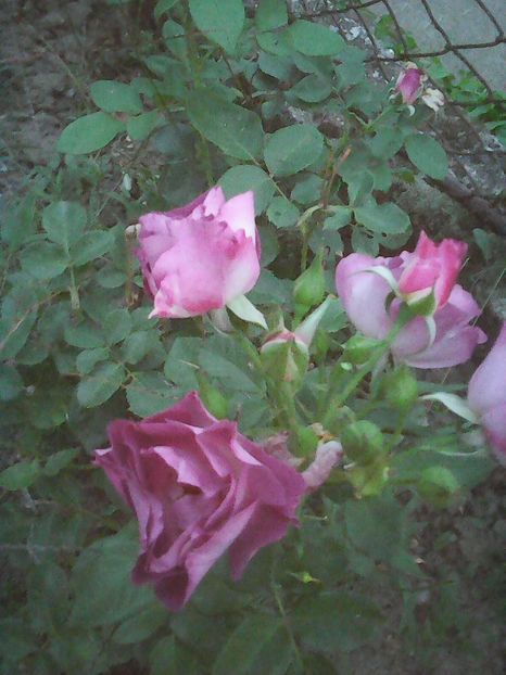 Photo0168 - Flori