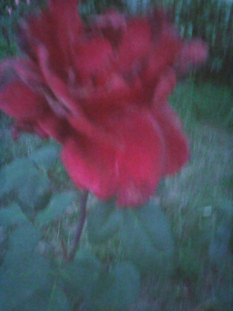 Photo0173 - Flori