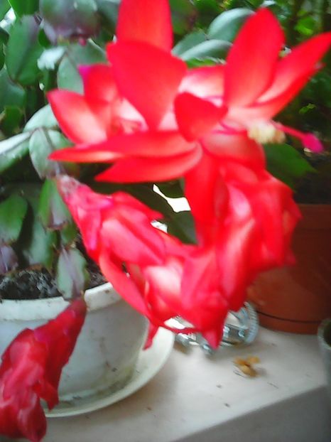 Photo0181 - Flori