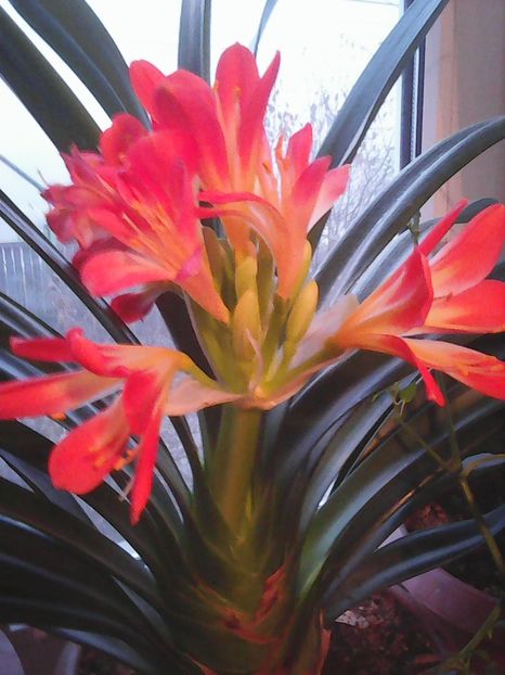 Photo0185 - Flori