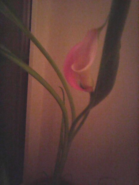 Photo0187 - Flori