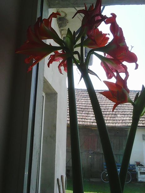 Photo0196 - Flori