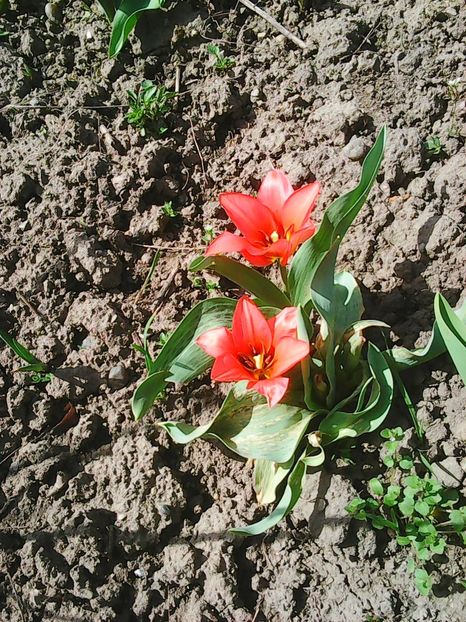 Photo0197 - Flori