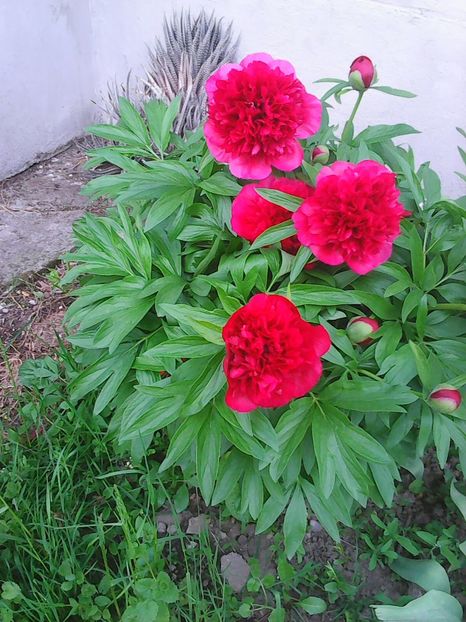 Photo0228 - Flori