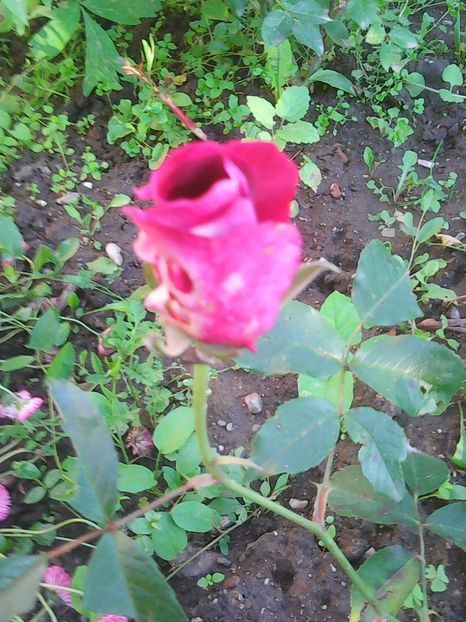 Photo0255 - Flori