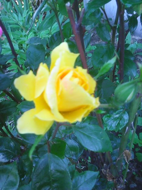 Photo0259 - Flori