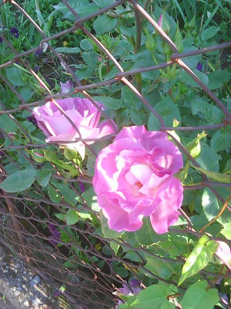 Photo0262 - Flori