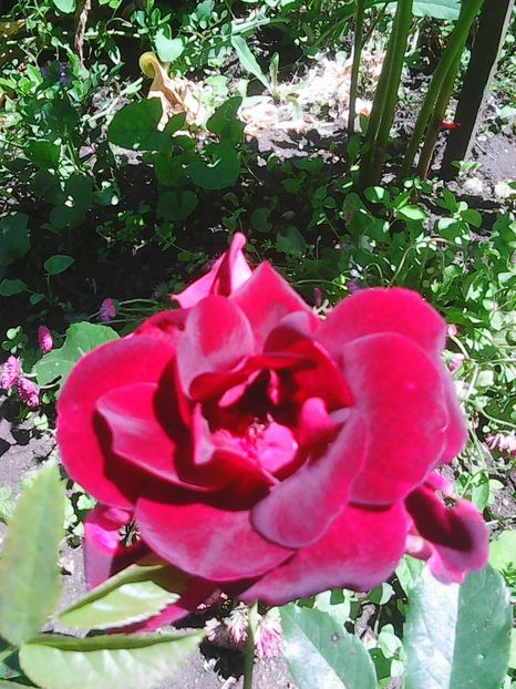 Photo0263 - Flori