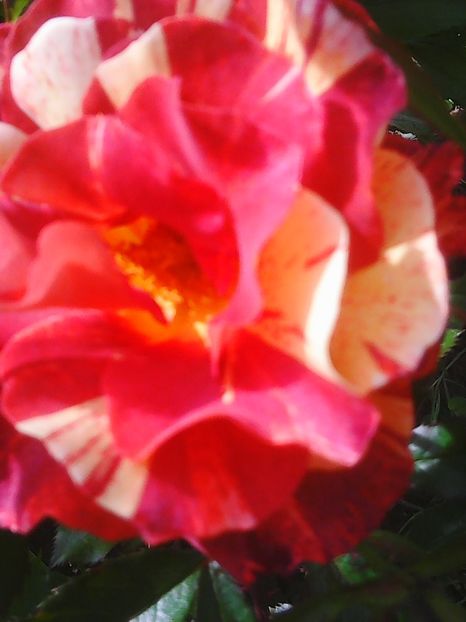 Photo0266 - Flori