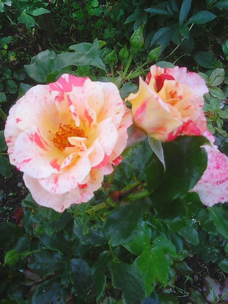 Photo0267 - Flori