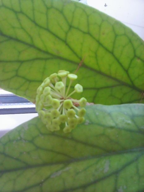 Photo0268 - Flori
