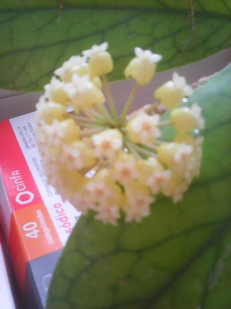 Photo0274 - Flori