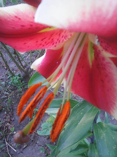 Photo0275 - Flori