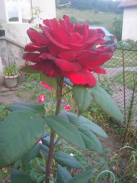 Photo0277 - Flori