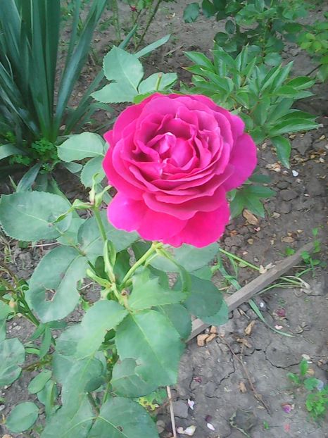 Photo0278 - Flori