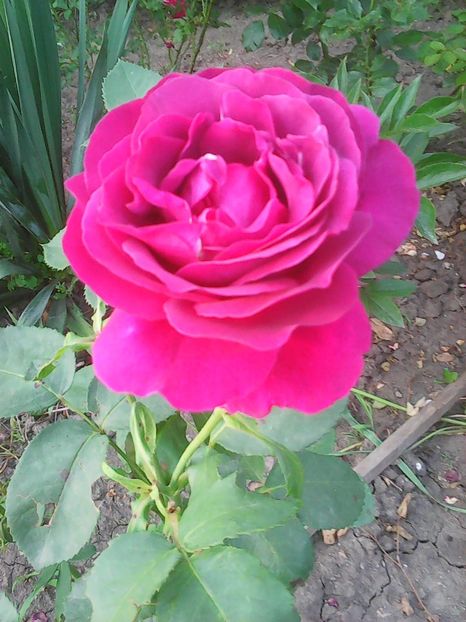 Photo0282 - Flori