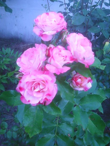 Photo0283 - Flori