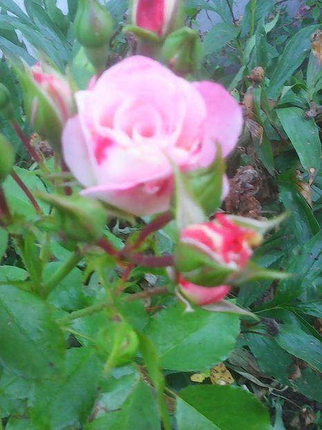 Photo0284 - Flori