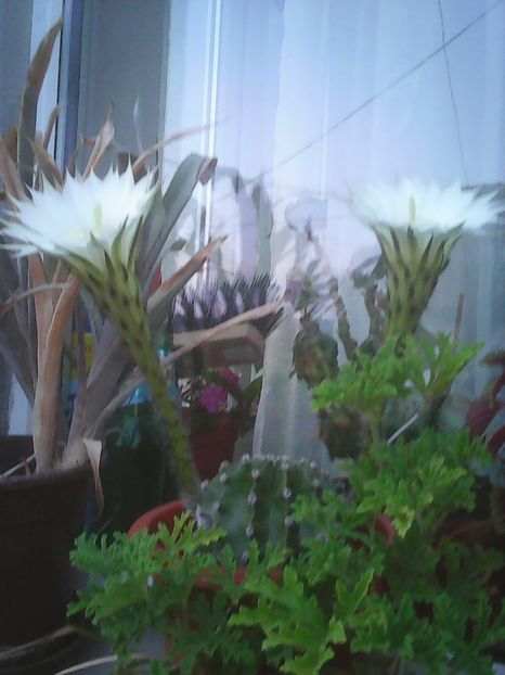 Photo0293 - Flori