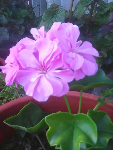 Photo0301 - Flori