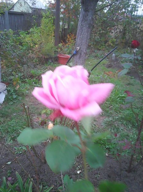 Photo0320 - Flori