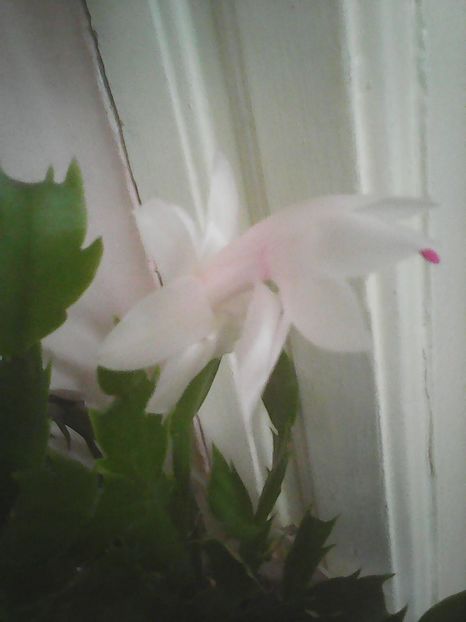 Photo0331 - Flori