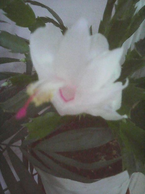 Photo0332 - Flori