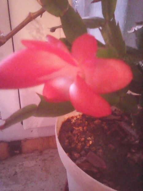 Photo0335 - Flori