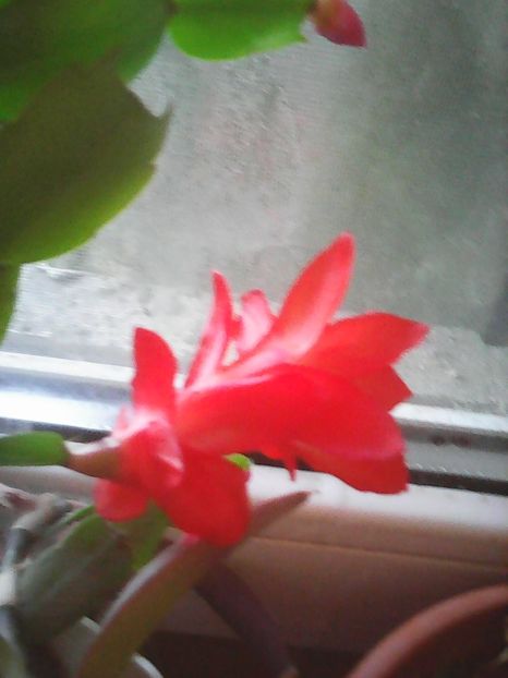 Photo0343 - Flori