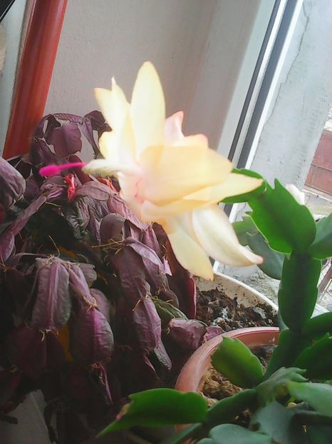 Photo0356 - Flori