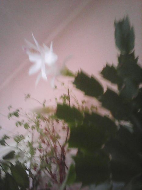 Photo0359 - Flori