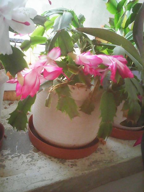 Photo0377 - Flori