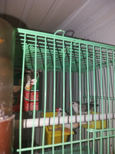  - achizitii zebre australiene si puiuti